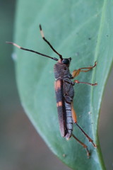Thranius bimaculatus