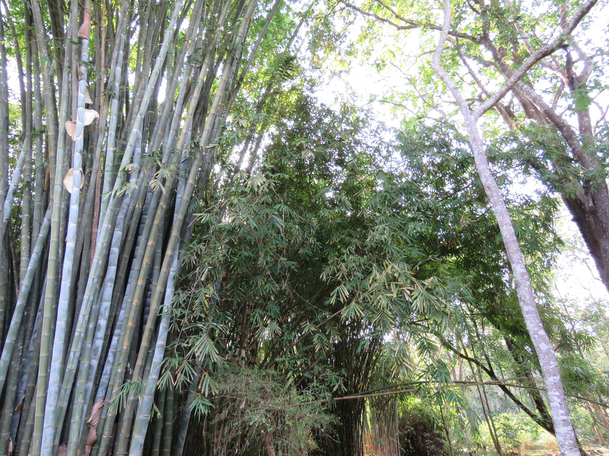 Dendrocalamus giganteus