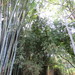 巨竹 - Photo (c) Reuben C. J. Lim，保留部份權利CC BY-NC-SA