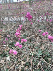 Symphoricarpos × chenaultii