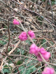 Symphoricarpos × chenaultii
