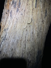 Eucalyptus tindaliae