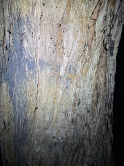 Eucalyptus tindaliae