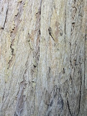 Eucalyptus tindaliae