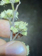 Eucalyptus tindaliae