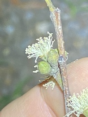 Eucalyptus tindaliae