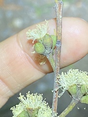 Eucalyptus tindaliae