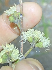 Eucalyptus tindaliae