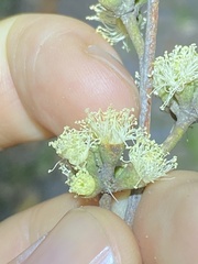 Eucalyptus tindaliae