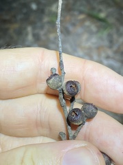 Eucalyptus tindaliae