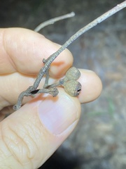 Eucalyptus tindaliae