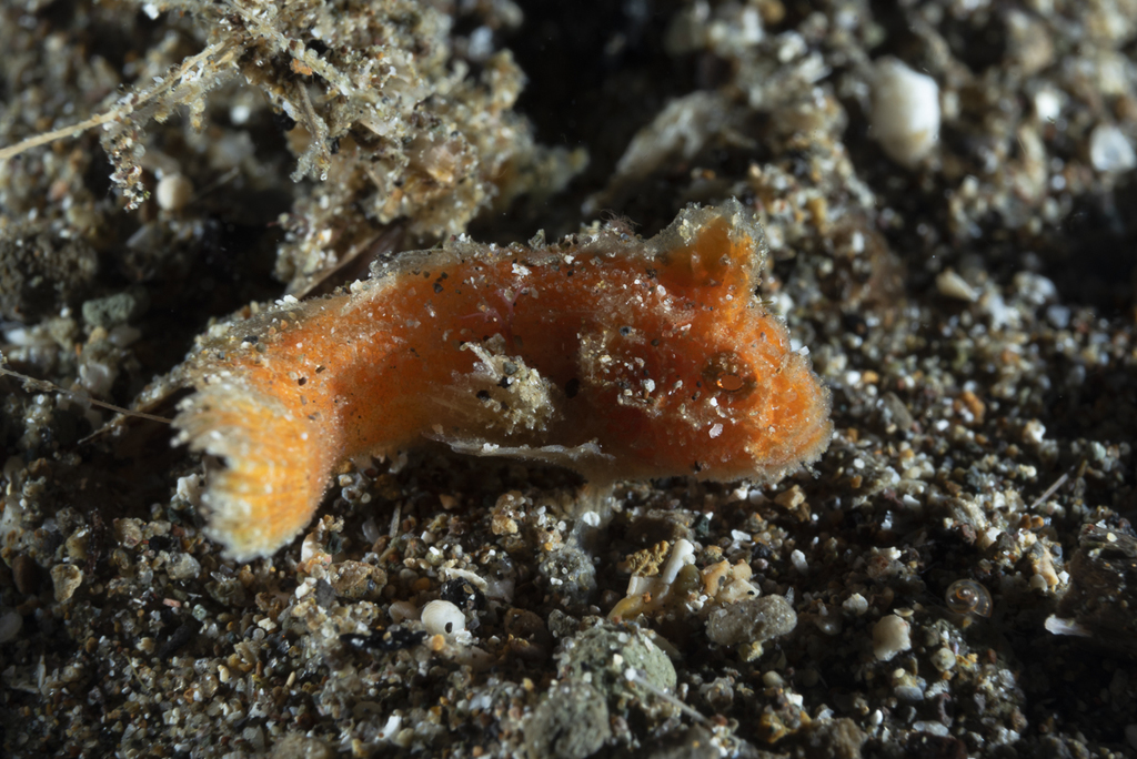 Sulu Velvetfish