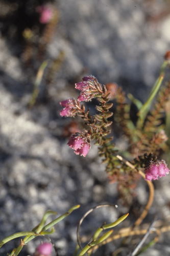 Image of Erica clavisepala by (c) Tom Lloyd Evans, some rights reserved (CC BY-SA)