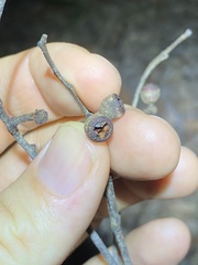 Eucalyptus tindaliae
