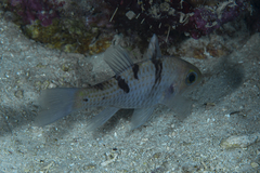 Pristicon trimaculatus