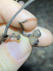 Eucalyptus tindaliae