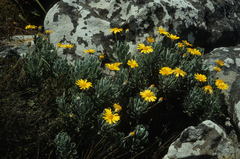 Euryops pectinatus pectinatus