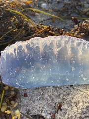 Physalia physalis