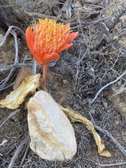 Haemanthus