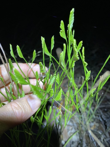 Schizaea bifida (Schizaea bifida)