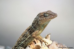 Anolis cybotes