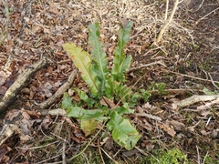 Asplenium scolopendrium