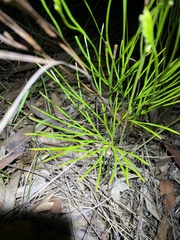Schizaea