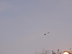 Amazona viridigenalis