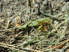 Stizus fasciatus