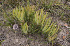 Protea denticulata