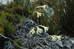 Cyrtanthus leucanthus