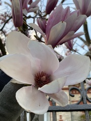 Magnolia × soulangeana