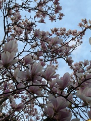 Magnolia × soulangeana