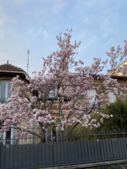 Magnolia × soulangeana