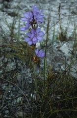 Aristea racemosa