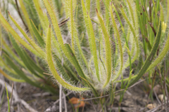 Protea denticulata