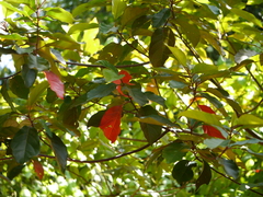 Elaeocarpus variabilis