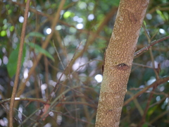 Elaeocarpus variabilis