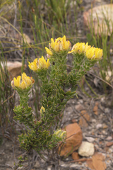 Aspalathus aspalathoides