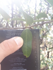 Ximenia caffra caffra