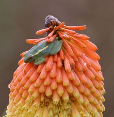 Hyperolius semidiscus