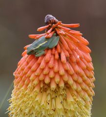 Hyperolius semidiscus