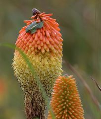 Hyperolius semidiscus