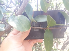 Ximenia caffra caffra