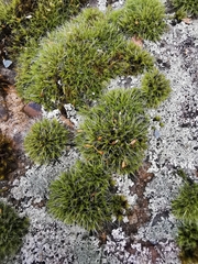 Grimmia pulvinata