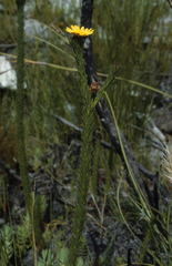 Ursinia quinquepartita