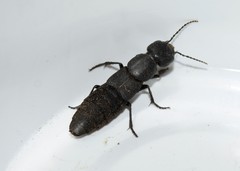 Ocypus curtipennis