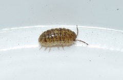 Armadillidium insulanum