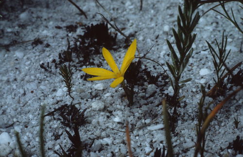 Image of Pauridia monophylla by (c) Tom Lloyd Evans, some rights reserved (CC BY-SA)