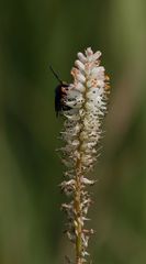 Kniphofia buchananii
